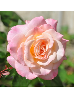 Космополитен (Cosmopolitan)