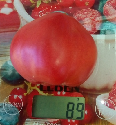 Томат Гном Розовая страсть (Dwarf Pink Passion)