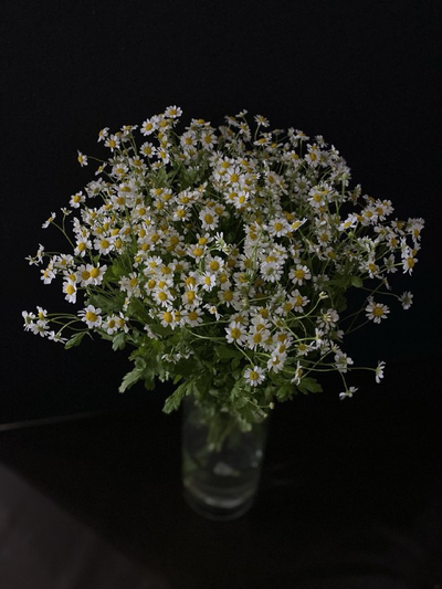 Ромашка кустовая танацетум 25 шт