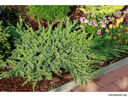 Можжевельник Шлягер - Schlager