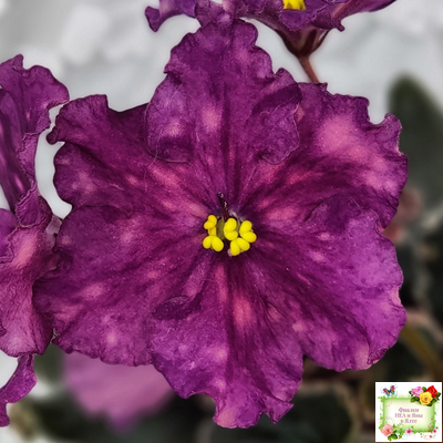 ВаТ-Калейдоскоп (Т. Валькова) 2015 г.