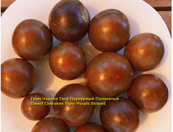 Томат Чероки тигр пурпурный полосатый, Cherokee Tiger Purple Striped)