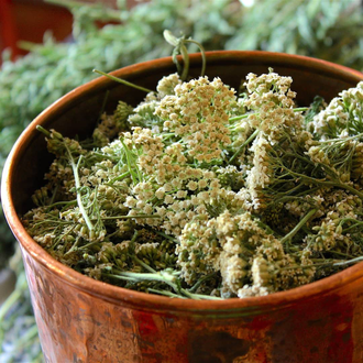 Тысячелистник (Achillea millefolium) 2 г - 100% натуральное эфирное масло