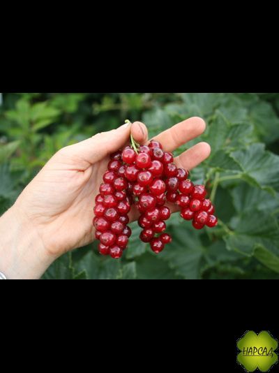 СМОРОДИНА КРАСНАЯ "НАТАЛИ" ( ОЧЕНЬ НЕПРИХОТЛИВАЯ, САМОПЛОДНАЯ)