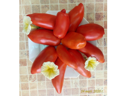 Томат Сибирский казак