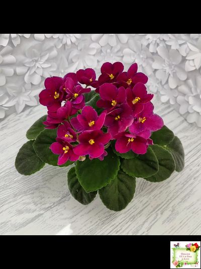 Mac’s Paisley Pattern (G.McDonald)