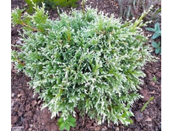 Кипарисовик горохоплодный Уайт Бьюти (Chamaecyparis pisifera White Beauty), 2,0 л