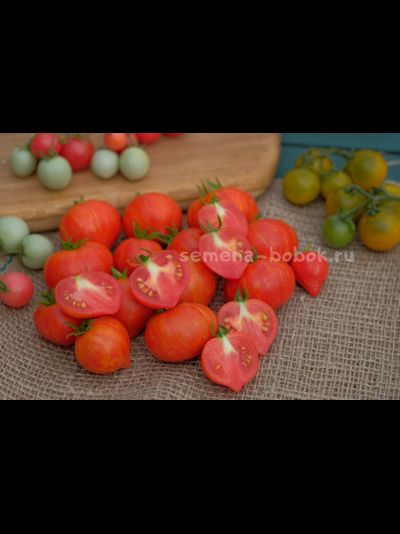 Томат Dwarf Painted Lady (гном Красочная Леди), 10 шт