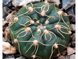 Gymnocalycium uruguayense VG 439 (D=30мм)