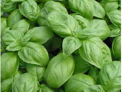 Базилик сладкий, линалоольный (Ocimum basilicum CT Linalool) Египет, 5 мл - 100% натуральное эфирное масло