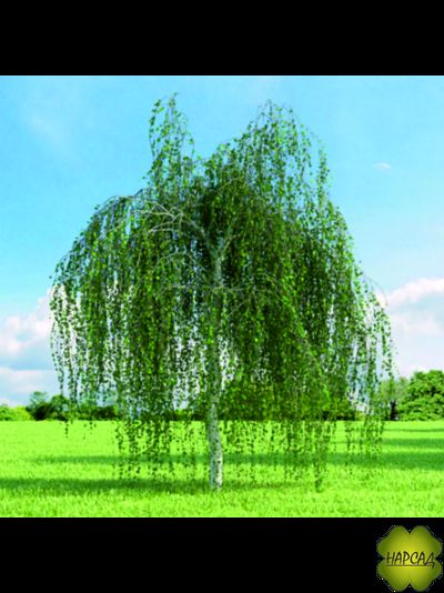 Береза обыкновенная (бородавчатая, повислая, саженец 2 м)