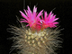 Neoporteria villosa - 5 семян