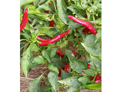 перец острый Бараний рог