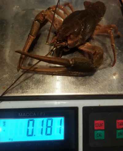 По-луизиански - размер "XL" от 80 до 140 гр/шт