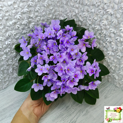 ГЕА-Весёлый Клоун (Е. Галицкая) 2024 г. трейлер (пасынок посажен 20.01.26)