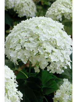 Гортензия древовидная Annabelle