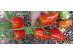 Томат Osu o Blonde avec Tetons (Пышногрудая блондинка Osu)