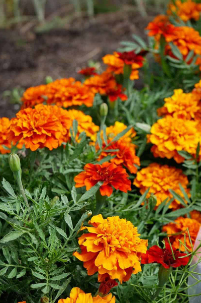 Бархатцы (Тагетис)