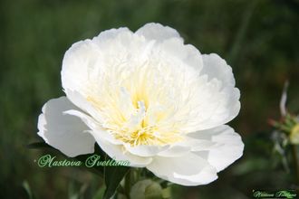 Paeonia Bride&#039;s Dream