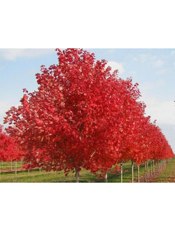 Клен Ред Сансет ( Acer rubrum 'Red Sunset'), С3,60-80