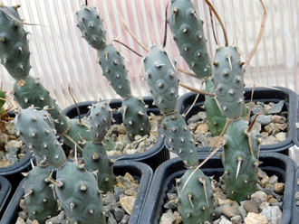 Tephrocactus articulatus v. papyracanthus (2-3 членика) укоренённый черенок