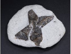 Ставролит, сросток кристаллов "косой крест" на сланце, Россия, Кольский п-ов (58*45*18 мм, 50 г) №26082