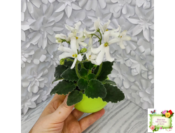 Lunar Lily white (селекционер неизвестен) (лист укоренённый)