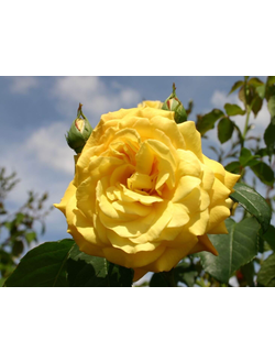 Голдштерн (Goldstern) роза , ЗКС
