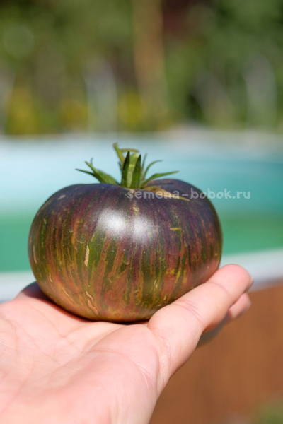 Томат Dwarf Rebella (Гном Ребелла), 10 шт