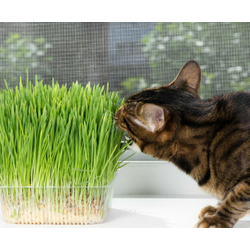 Свежая травка в лотке