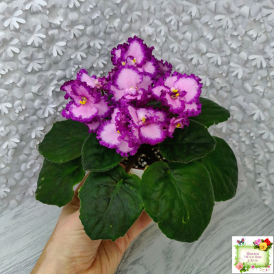 Lyon's Pirate's Treasure (S. Sorano)