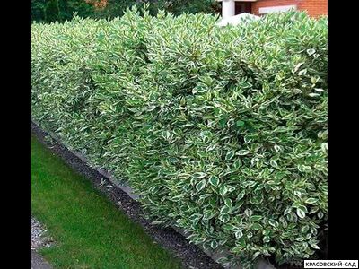 Живая изгородь из дерена