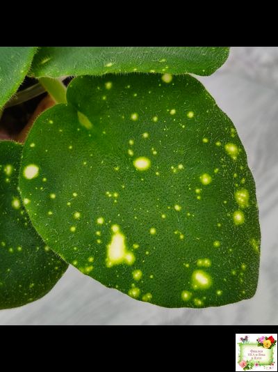 ШН-Космическая Фея (Н. Шушакова) 2019 г.