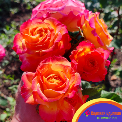 Гартеншпас (Gartenspass)