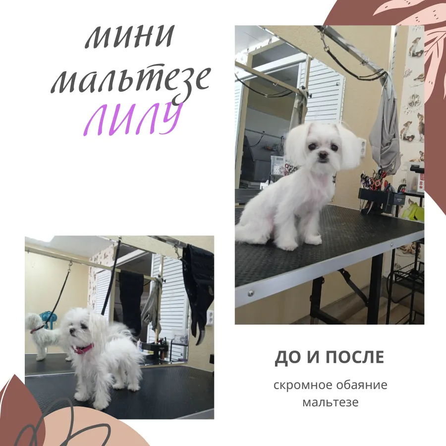 Мини мальтезе ЛИЛУ