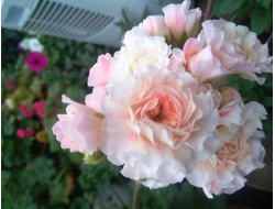 Пеларгония Клавдия Шульженко фото