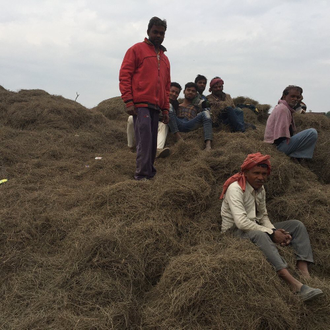 Ветивер (Vetiveria zizanoides) Индия, корневища (5 мл)  - 100% натуральное эфирное масло