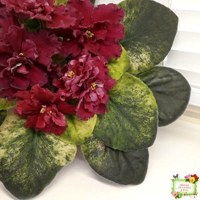 ЕК-Жара (Е. Коршунова) 2018 г.