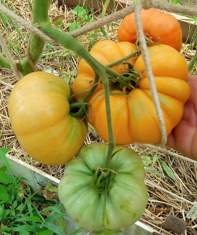 Томат Летний абрикос (Болгария)