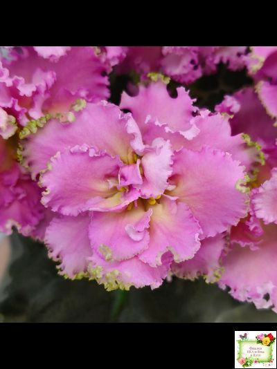 РМ-Саломея (Н. Скорнякова) 2019 г.