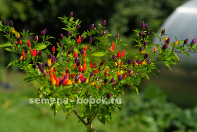 Перец острый NuMex Twilight, 10 шт