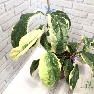 CLERODENDRUM WALLICHII ALBOMARGINATA / Клеродендрум Уоллиса альбомаргината