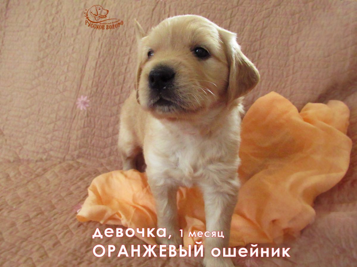 РЗ Первая Леди, девочка оранжевый ошейничек, 1 мес