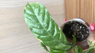 Табернемонтана вариегатная кремовая / Т. Divaricata ‘Cream margin leaf’