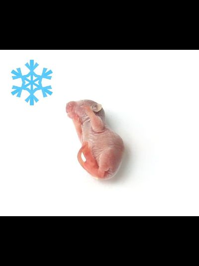 Мышь кормовая замороженная голыш 1-3гр, 2-2,5см