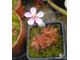 Drosera Coccicaulis - Drosera venusta, Drosera natalensis