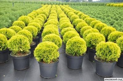 Туя Мириам - Mirjam