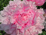 Paeonia Hermione