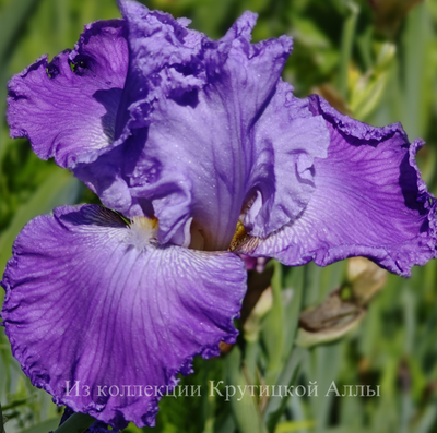 Ирис  Super Model