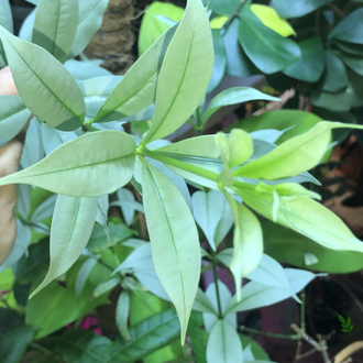Алламанда карликовая (Allamanda sp.‘Silver leaf’ (yellow flower)